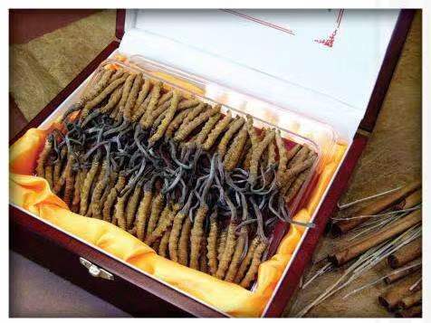 霍林郭勒冬虫夏草回收